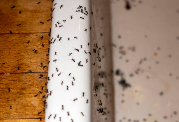 Best Emergency Pest Control  in Brunswick, MD