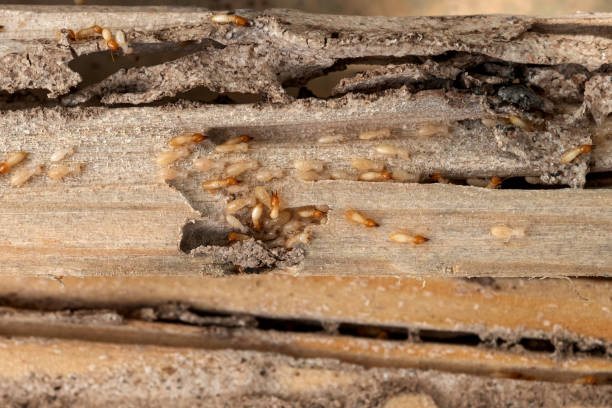 Best Wasp Removal Services  in Brunswick, MD